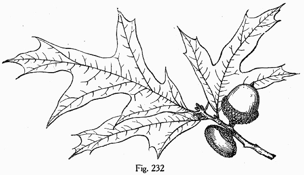 drawing of Quercus laevis, Turkey Oak