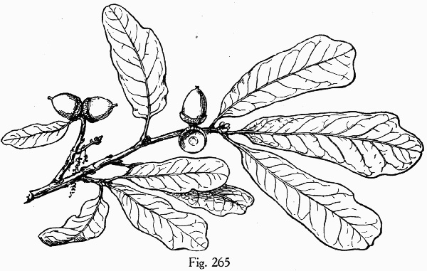 drawing of Quercus durandii var. breviloba, Bigelow Oak
