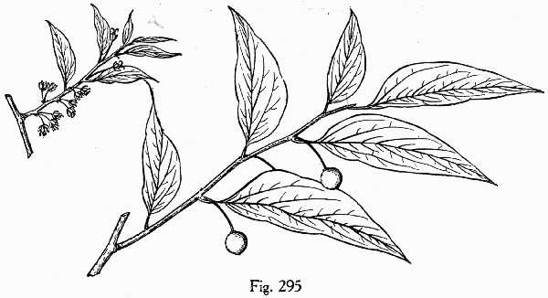 drawing of Celtis laevigata, Sugarberry, Southern Hackberry, Smooth Hackberry, Lowland Hackberry