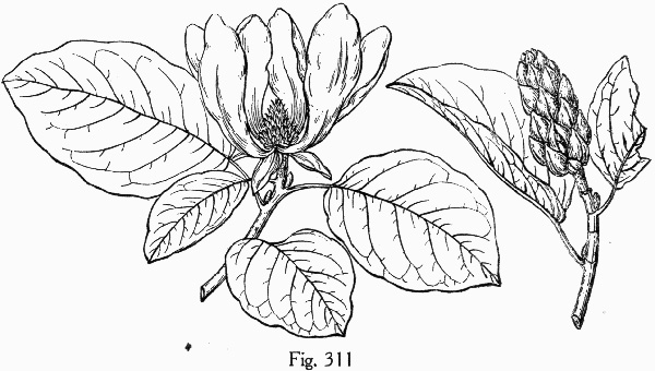 drawing of Magnolia acuminata var. subcordata, Piedmont Cucumber Magnolia, Yellow Cucumber-tree, Showy Cucumber Magnolia