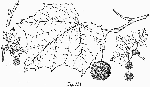 image of Platanus occidentalis var. occidentalis, American Sycamore, Planetree