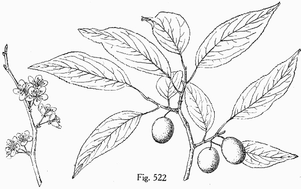 image of Prunus munsoniana, Munson Plum, Wild-goose Plum