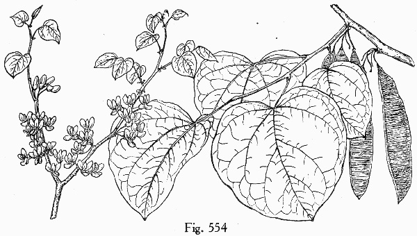 drawing of Cercis canadensis, Eastern Redbud, Judas Tree
