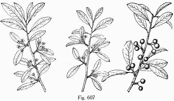 drawing of Ilex decidua, Possumhaw, Possumhaw Holly