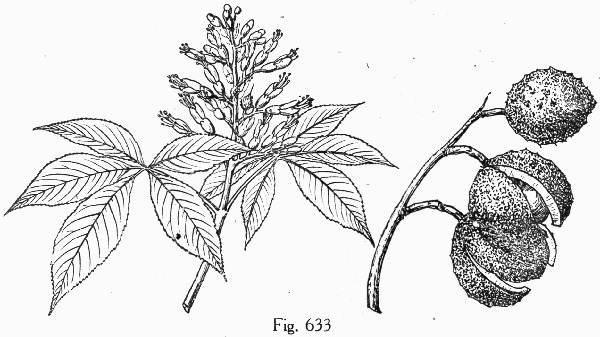 image of Aesculus glabra var. glabra, Ohio Buckeye, Fetid Buckeye, Chalky Buckeye