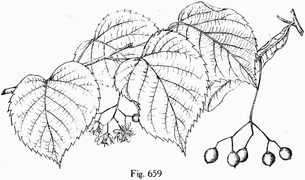 image of Tilia americana var. americana, American Basswood, Northern Basswood