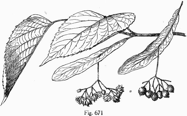 image of Tilia americana var. heterophylla, Mountain Basswood, White Basswood