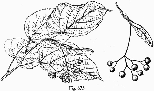 image of Tilia americana var. heterophylla, Mountain Basswood, White Basswood
