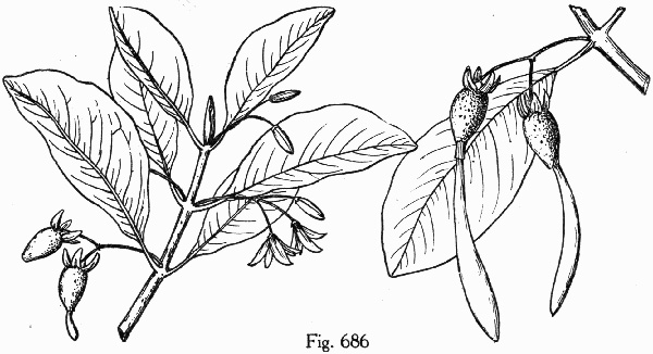 drawing of Rhizophora mangle, Red Mangrove