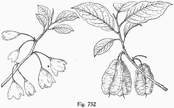 image of Halesia tetraptera var. tetraptera, Common Silverbell
