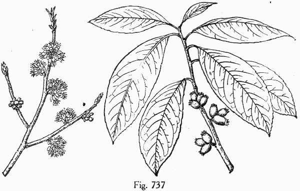drawing of Symplocos tinctoria, Horsesugar, Sweetleaf, Dyebush