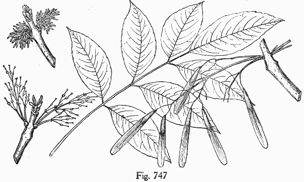 image of Fraxinus biltmoreana, Biltmore Ash, Biltmore White Ash
