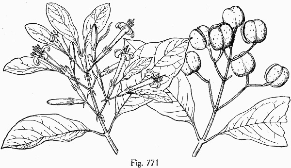 drawing of Pinckneya bracteata, Pinkneya, Fevertree