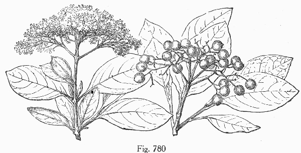 drawing of Viburnum nudum, Southern Wild Raisin, Possumhaw, Swamp Viburnum, Swamp-haw