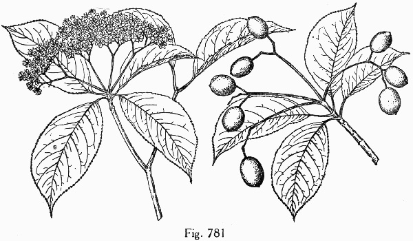 image of Viburnum lentago, Nannyberry, Sheepberry