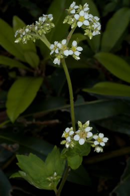 image of Boykinia aconitifolia, Brook-saxifrage, Eastern Boykinia, Allegheny Brookfoam, Aconite-saxifrage