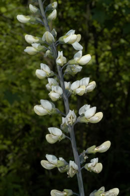 image of Baptisia alba, Thick-pod White Wild Indigo