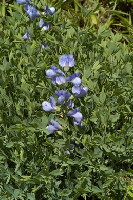 image of Baptisia aberrans, Eastern Prairie Blue Wild Indigo, Glade Wild Indigo, Glade Blue Wild Indigo, Glade Blue Baptisia