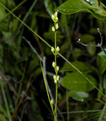 image of Bartonia virginica, Virginia Bartonia, Yellow Screwstem, Yellow Bartonia, Common Bartonia