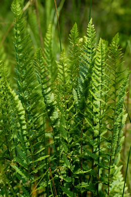 image of Dryopteris cristata, Crested Woodfern, Crested Shield-fern