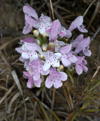 image of Dicerandra odoratissima, Rose Dicerandra, Rose Balm, Harper’s Scrub-balm