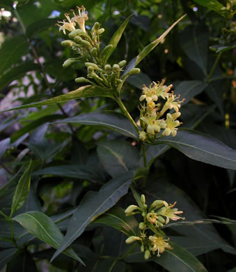 image of Diervilla sessilifolia, Smooth Southern Bush-honeysuckle