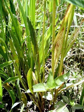 image of Eryngium aquaticum, Marsh Eryngo