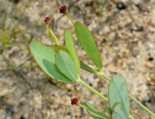 image of Euphorbia exserta, Maroon Sandhills Spurge, Coastal Sand Spurge, Purple Sandhill-spurge