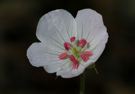 image of Geranium maculatum, Wild Geranium