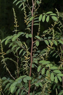 image of Indigofera caroliniana, Carolina Indigo, Wild Indigo