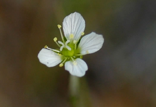 Carolina Sandwort
