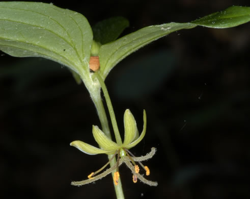 image of Medeola virginiana, Indian Cucumber-root