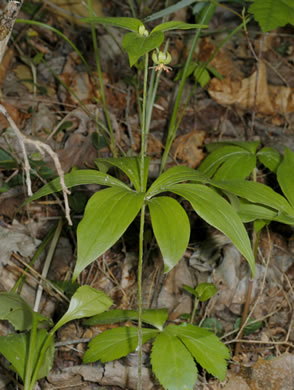 image of Medeola virginiana, Indian Cucumber-root