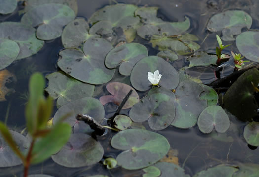 image of Nymphoides cordata, Little Floating Heart