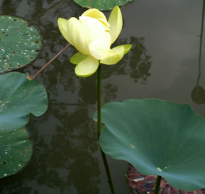 Nelumbo lutea, Yonkapin, American Lotus-lily, Yellow Nelumbo, Pond-nuts
