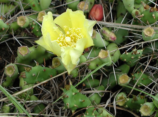 image of Opuntia drummondii, Dune Prickly-pear, Dune Devil-joint, Devils-joint Cactus, Little Prickly-pear