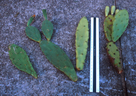 image of Opuntia stricta var. stricta, Coastal Prickly-pear, Shell Midden Prickly-pear, Erect Prickly-pear