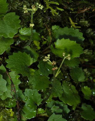 image of Micranthes careyana, Carey's Saxifrage