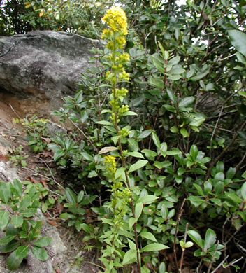 image of Solidago pulverulenta, Dusty Downy Goldenrod