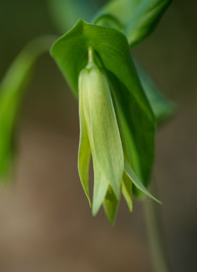 Uvularia perfoliata, Perfoliate Bellwort