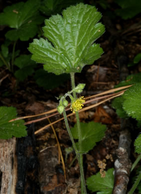 image of Waldsteinia lobata, Piedmont Barren Strawberry, Lobed Barren Strawberry