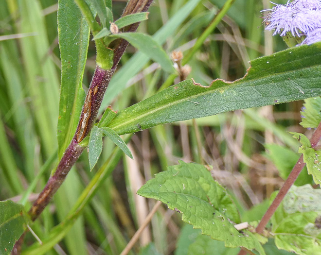 image of Eurybia spectabilis, Low Showy Aster, Eastern Showy Aster