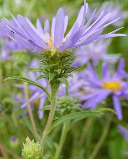 Eurybia spectabilis, Low Showy Aster, Eastern Showy Aster