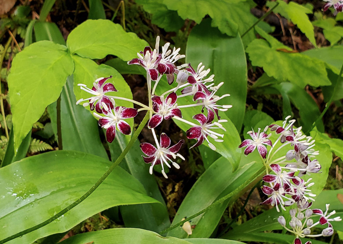 image of Clintonia umbellulata, Speckled Wood-lily, White Clintonia