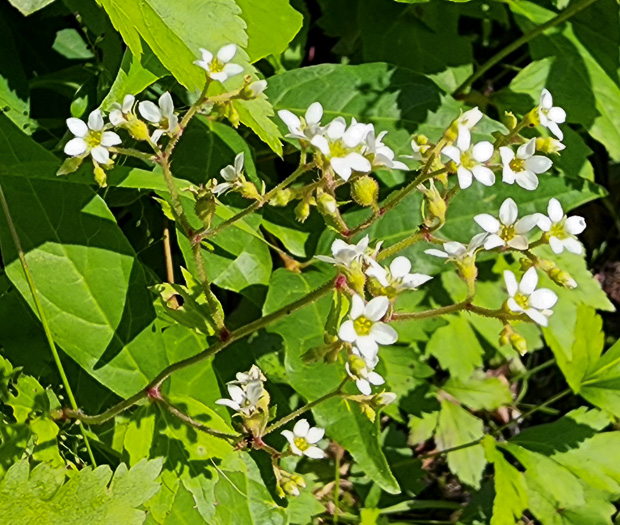 image of Boykinia aconitifolia, Brook-saxifrage, Eastern Boykinia, Allegheny Brookfoam, Aconite-saxifrage