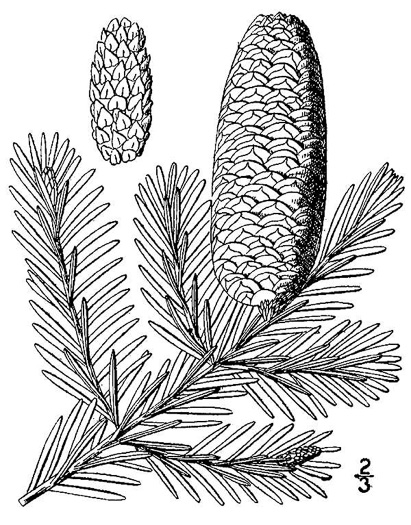 drawing of Abies balsamea, Balsam Fir, Northern Balsam, Canada Balsam, Blister Pine