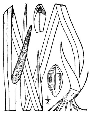 drawing of Acorus calamus, European Sweetflag, European Calamus