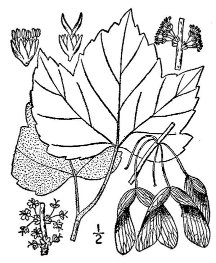 drawing of Acer rubrum var. drummondii, Drummond’s Maple, Swamp Red Maple, Drummond’s Red Maple