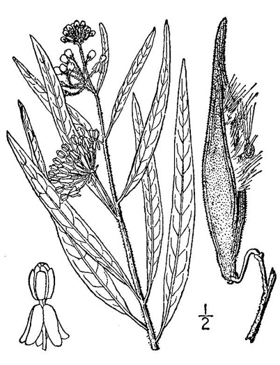 drawing of Asclepias longifolia, Longleaf Milkweed, Savanna Milkweed