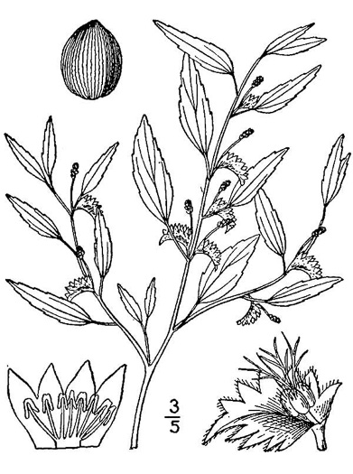 drawing of Acalypha gracilens, Slender Threeseed Mercury, Slender Copperleaf, Shortstalk Copperleaf